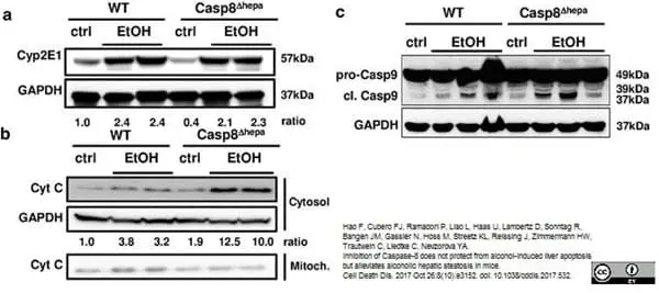 Anti Rabbit GAPDH Antibody, clone 6C5 gallery image 4