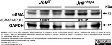 Anti Rabbit GAPDH Antibody, clone 6C5 gallery image 5