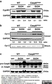 Anti Rabbit GAPDH Antibody, clone 6C5 thumbnail image 4