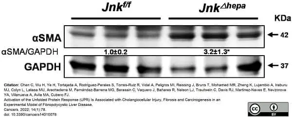 Anti Rabbit GAPDH Antibody, clone 6C5 gallery image 5