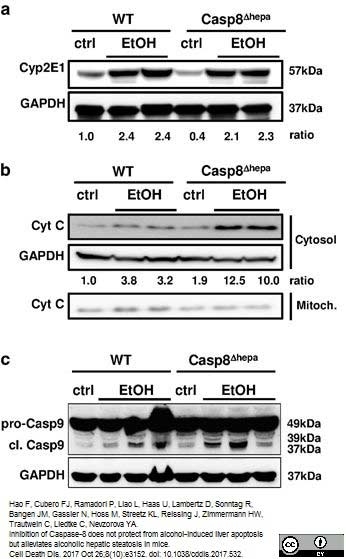 Anti Rabbit GAPDH Antibody, clone 6C5 gallery image 5