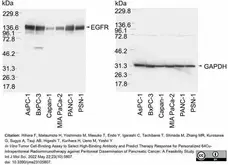 Anti Rabbit GAPDH Antibody, clone 6C5 gallery image 7