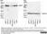 Anti Rabbit GAPDH Antibody, clone 6C5 thumbnail image 7