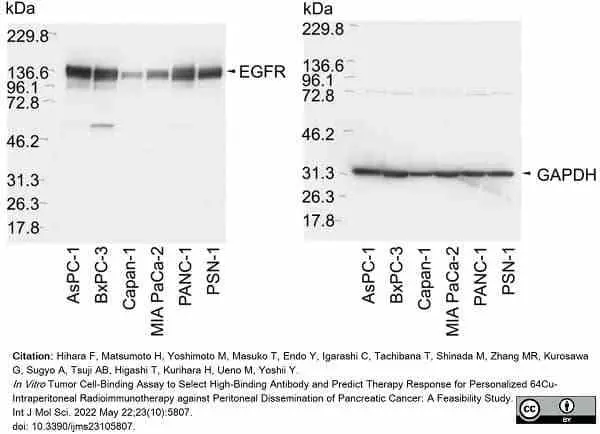 Anti Rabbit GAPDH Antibody, clone 6C5 gallery image 7