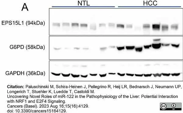 Anti Rabbit GAPDH Antibody, clone 6C5 gallery image 8