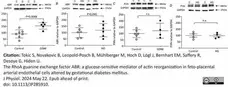 Anti Rabbit GAPDH Antibody, clone 6C5 gallery image 9