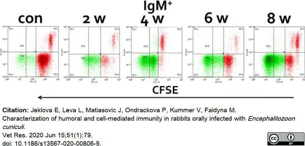 Anti Rabbit IgM (B Cell Marker) Antibody, clone NRBM gallery image 3