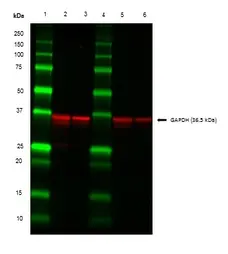 Anti Rabbit Light Chain Antibody, clone SB62a gallery image 1