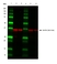 Anti Rabbit Light Chain Antibody, clone SB62a thumbnail image 1