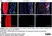 Anti Rabbit MHC Class I Monomorphic Antibody, clone 73-2 thumbnail image 2
