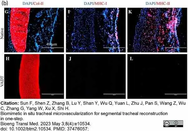 Anti Rabbit MHC Class I Monomorphic Antibody, clone 73-2 gallery image 2