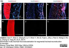 Anti Rabbit MHC Class II DQ Antibody, clone 2C4 gallery image 2
