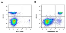 Anti Rabbit T Lymphocytes Antibody, clone KEN-5 gallery image 1