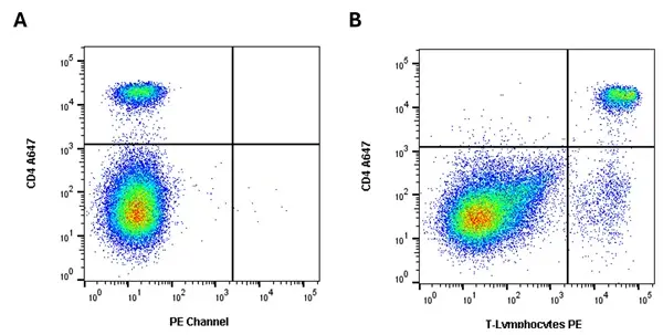 Anti Rabbit T Lymphocytes Antibody, clone KEN-5 gallery image 2