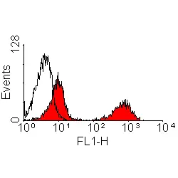 Anti Rabbit T Lymphocytes Antibody, clone KEN-5 gallery image 5