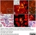 Anti Rabbit T Cells and Neutrophils Antibody, clone RPN3/57 thumbnail image 1