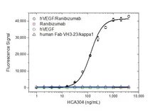 Anti Ranibizumab (Drug/Target Complex) Antibody, clone AbD29928 gallery image 2