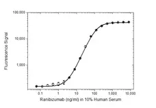 Anti Ranibizumab (Drug/Target Complex) Antibody, clone AbD29928 gallery image 3