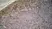 Anti Rat CD11b Antibody, clone ED7 thumbnail image 1