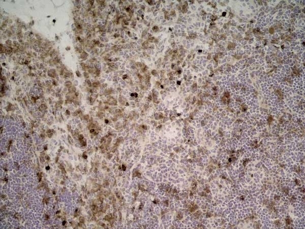 Anti Rat CD11b Antibody, clone ED7 thumbnail image 2