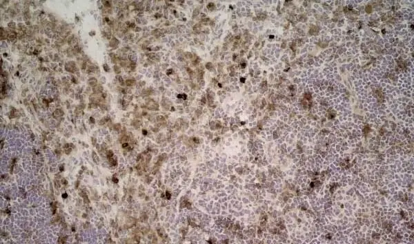 Anti Rat CD11b Antibody, clone ED7 gallery image 2