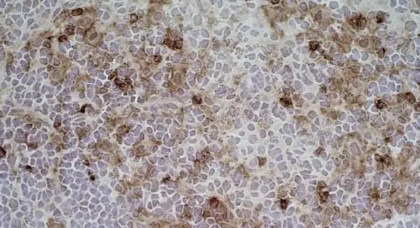 Anti Rat CD11b Antibody, clone ED7 gallery image 3