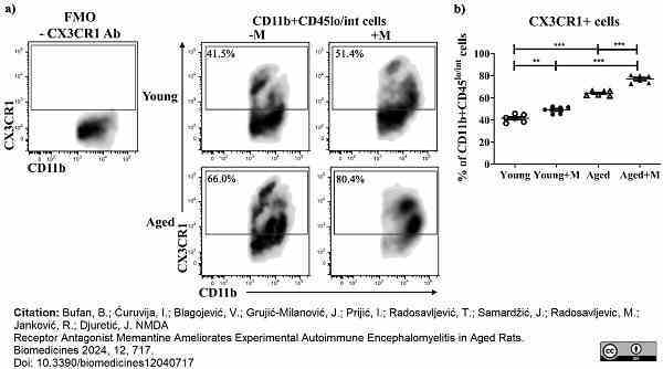 Anti Rat CD11b Antibody, clone ED8 gallery image 11