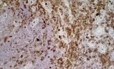 Anti Rat CD11b Antibody, clone ED8 gallery image 4