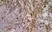 Anti Rat CD11b Antibody, clone ED8 thumbnail image 4