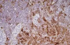 Anti Rat CD11b Antibody, clone ED8 gallery image 5