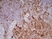 Anti Rat CD11b Antibody, clone ED8 thumbnail image 5
