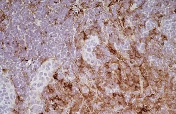 Anti Rat CD11b Antibody, clone ED8 gallery image 5