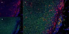 Anti Rat CD11b Antibody, clone ED8 gallery image 6