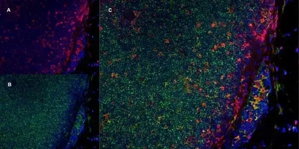 Anti Rat CD11b Antibody, clone ED8 gallery image 6