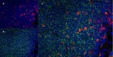 Anti Rat CD11b Antibody, clone ED8 gallery image 7