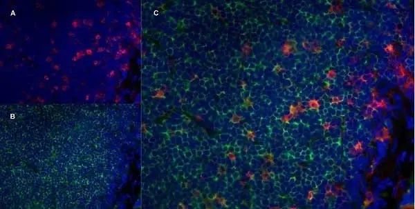 Anti Rat CD11b Antibody, clone ED8 gallery image 7