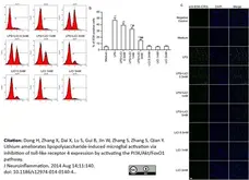 Anti Rat CD11b Antibody, clone ED8 gallery image 8
