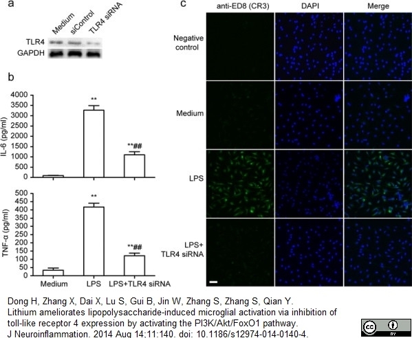 Anti Rat CD11b Antibody, clone ED8 gallery image 8