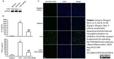 Anti Rat CD11b Antibody, clone ED8 gallery image 9