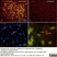 Anti Rat CD11b Antibody, clone OX-42 thumbnail image 10
