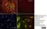 Anti Rat CD11b Antibody, clone OX-42 thumbnail image 10