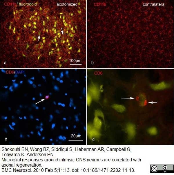 Anti Rat CD11b Antibody, clone OX-42 gallery image 10