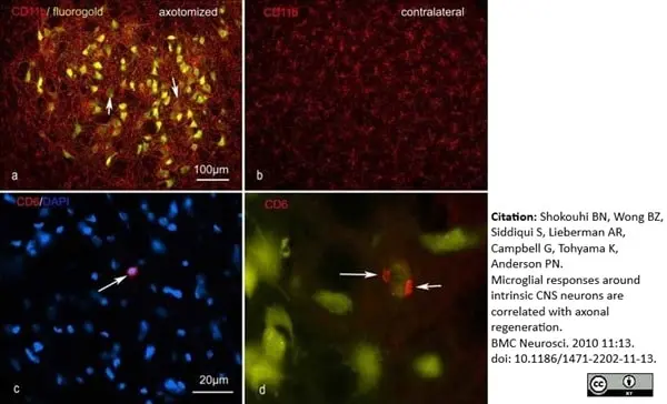 Anti Rat CD11b Antibody, clone OX-42 gallery image 10