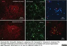 Anti Rat CD11b Antibody, clone OX-42 gallery image 11