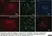 Anti Rat CD11b Antibody, clone OX-42 thumbnail image 11