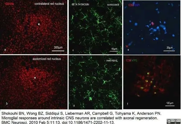 Anti Rat CD11b Antibody, clone OX-42 gallery image 11