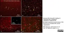 Anti Rat CD11b Antibody, clone OX-42 gallery image 12