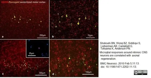 Anti Rat CD11b Antibody, clone OX-42 gallery image 12