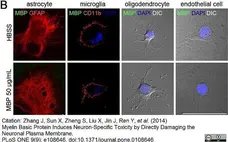 Anti Rat CD11b Antibody, clone OX-42 gallery image 13