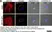 Anti Rat CD11b Antibody, clone OX-42 thumbnail image 13